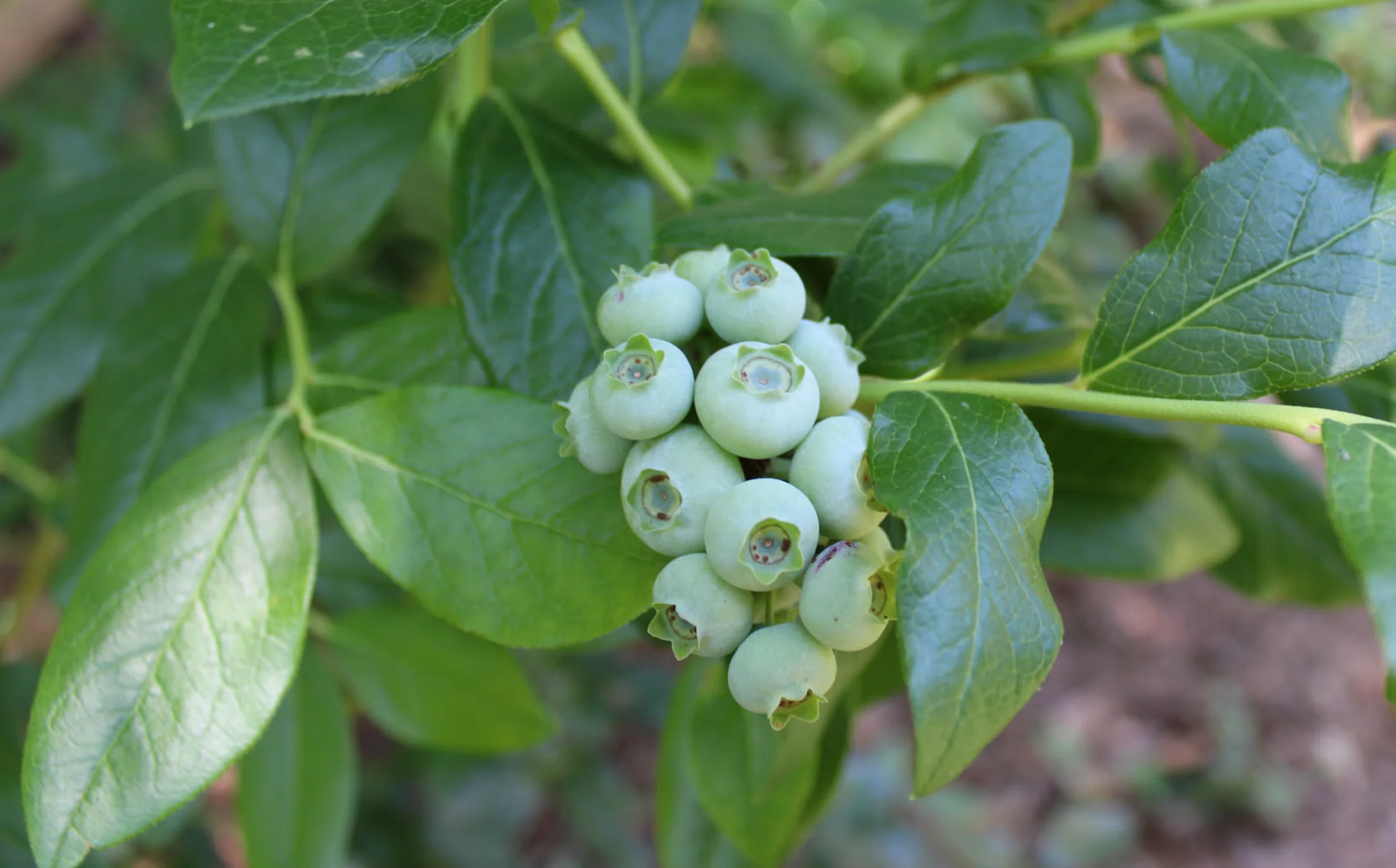 My not-quite-so-ripe blueberries