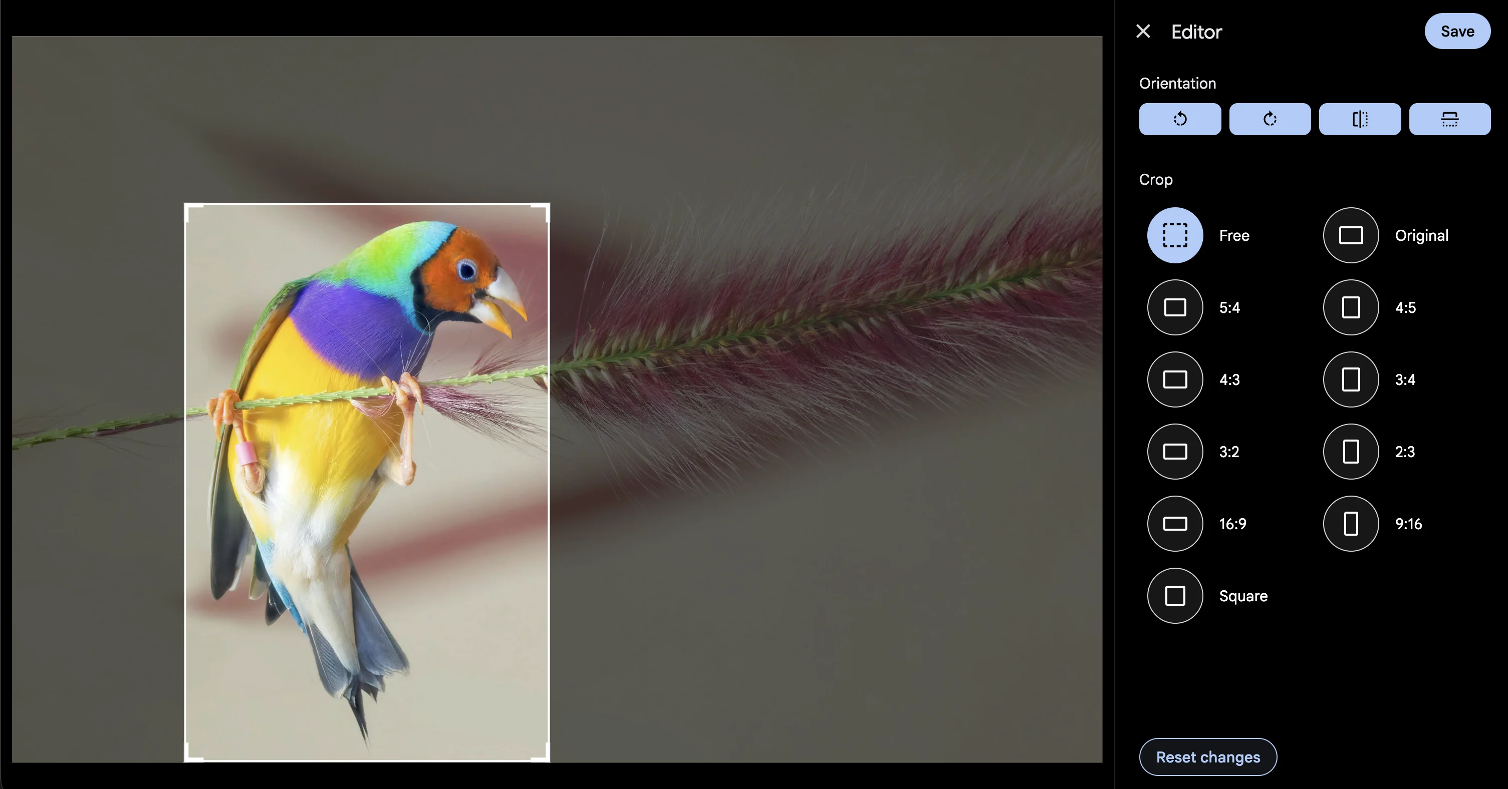 testing Crop a picture of a bird