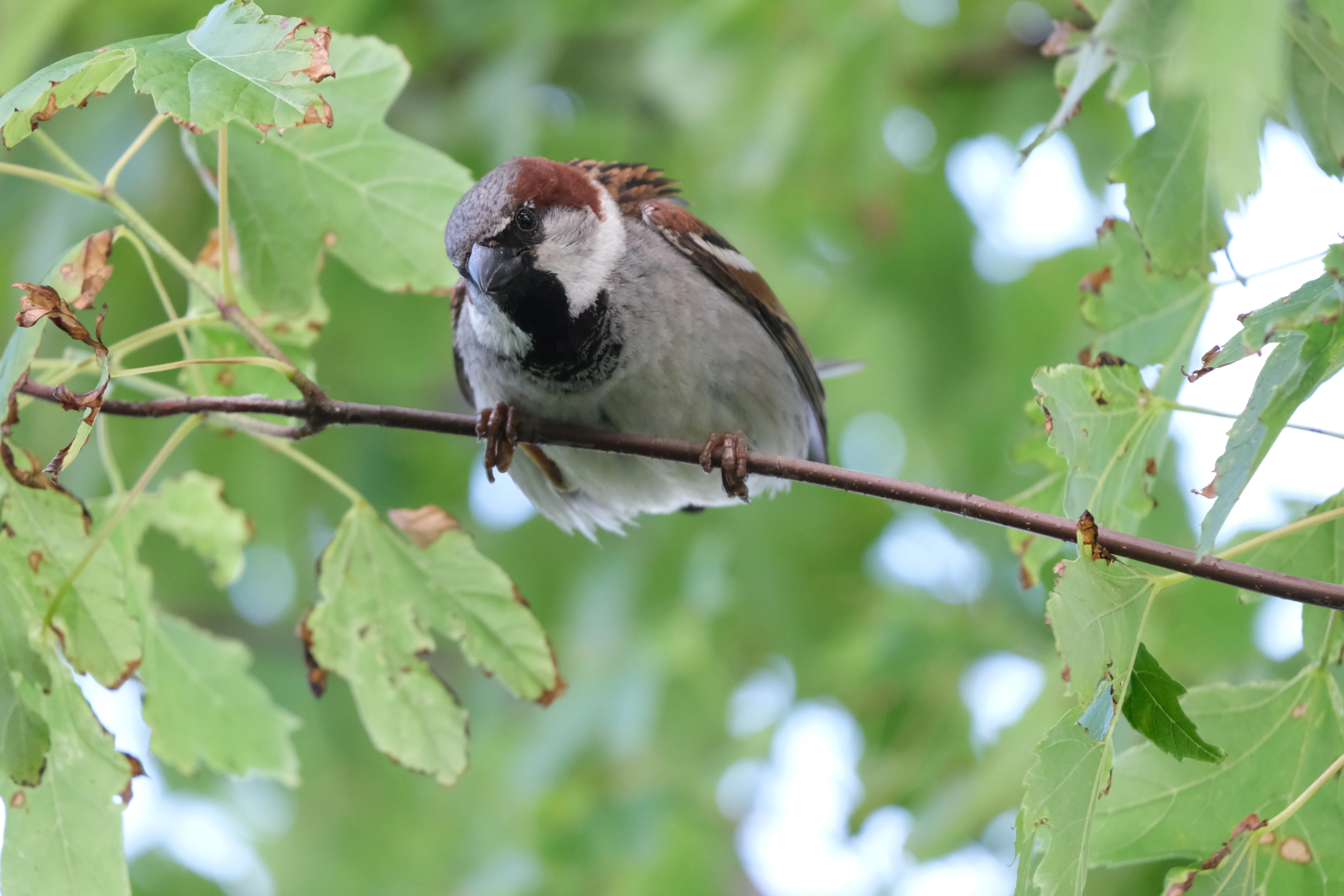 Bird sitting on a branch surrounded by green leaves
