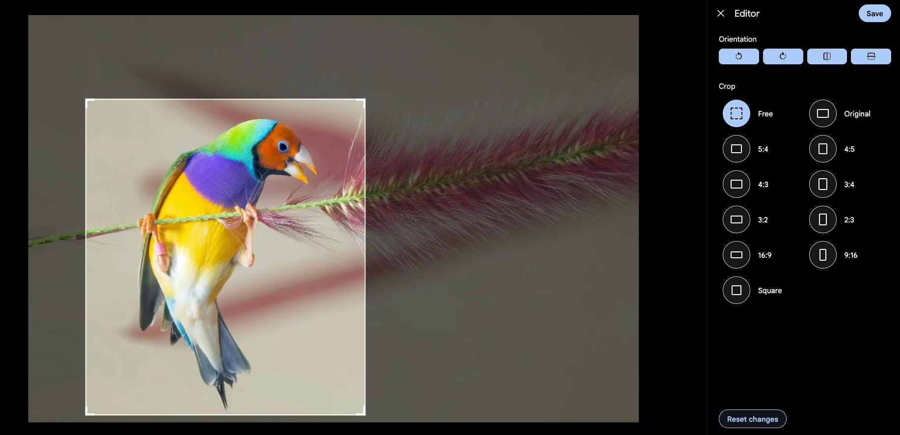 The Immich web editor in v2.5.0